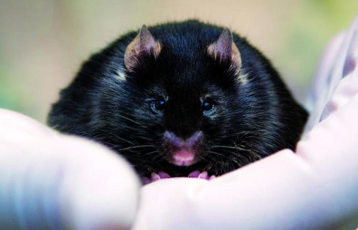 Close up of a black mouse held in a gloved hand.