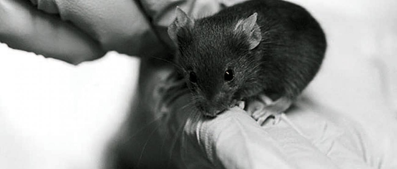 Black and white photo of a lab mouse being held in gloved hands.