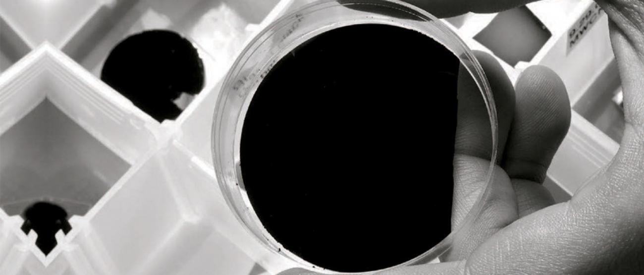 Shawn-Yu Lin was honored for developing the “darkest nano-material on Earth,” (pictured here) which could have applications in photonics, electronic materials, and solar energy capture.