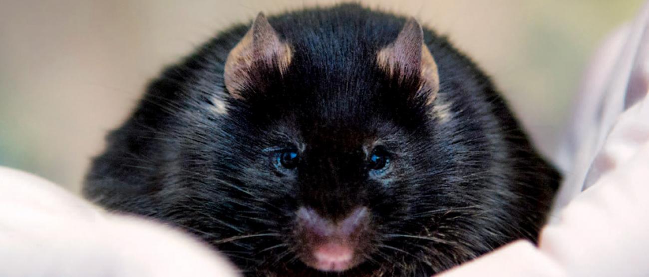 Close up of a black mouse held in a gloved hand.